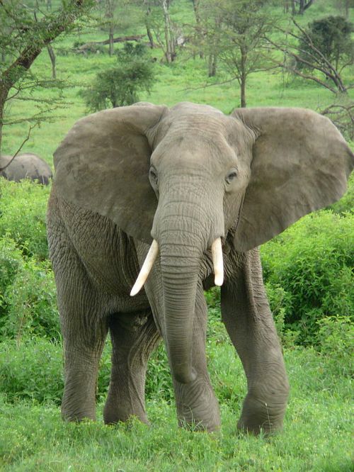 640px-Elephant_near_ndutu