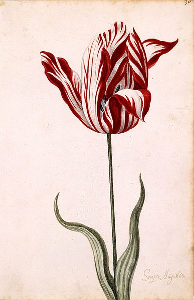 Semper_Augustus_Tulip